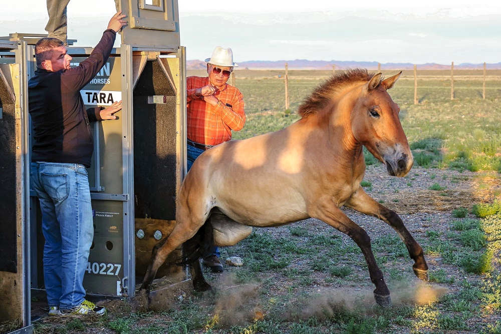 Klisna Tara vyběhla z přepravního boxu jako druhá, přímo do posledních paprsků slunce. Foto: Miroslav Bobek