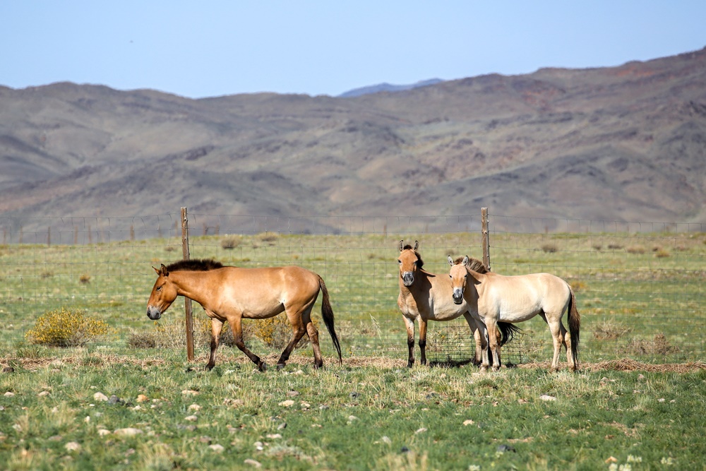 Klisny byly do aklimatizační ohrady vypuštěny ve středu večer, tento snímek byl pořízen následující ráno. V aklimatizační ohradě nyní stráví zhruba rok. Populace v Gobi B se i díky koním z Prahy a jejich potomkům zvýšila na zhruba 270 jedinců a měla by tak být již brzo plně životaschopná. Foto: Miroslav Bobek