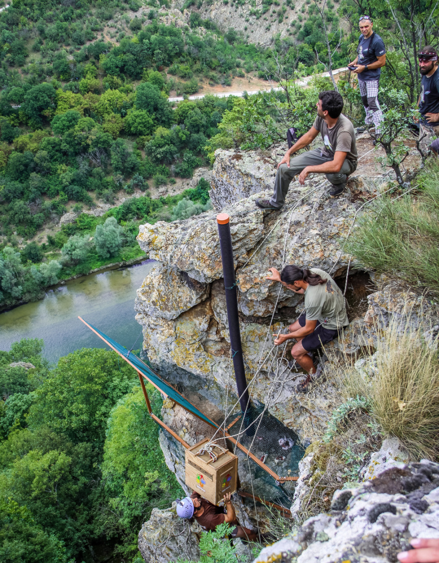 Vladimir Dobrev, pracovník Bulharské společnosti na ochranu ptáků, slaňuje k umělému hnízdu. Kolegové za ním spouští přepravní boxy se supy. Dobře je vidět roura, kterou je budou ochránci přikrmovat. Foto: Vendula Budková, Zoo Praha