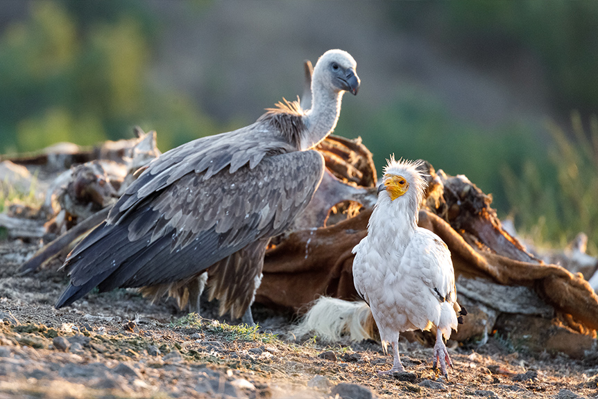 Sup mrchožravý (v popředí) se supem bělohlavým na krmném místě v Bulharsku. Foto: Miroslav Bobek
