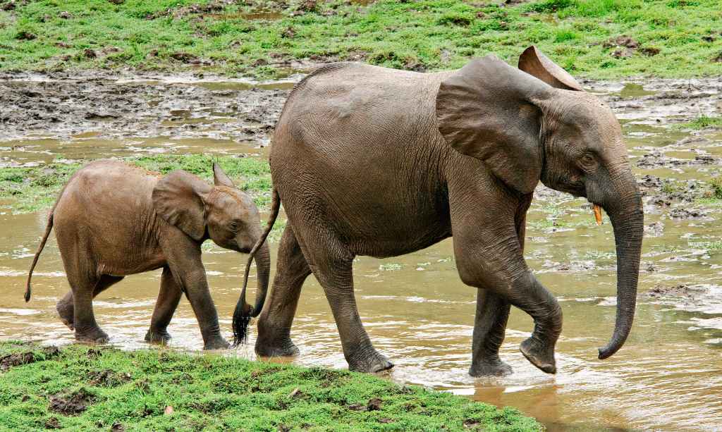 Sloni pralesní z rezervace Dja. Foto: Miroslav Bobek, Zoo Praha