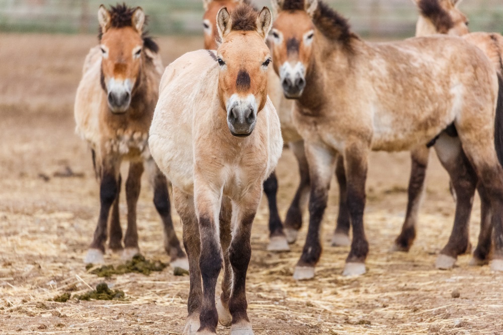 Koně Převalského v  Karamaily v Džungarské pánvi.  Foto Miroslav Bobek, Zoo Praha