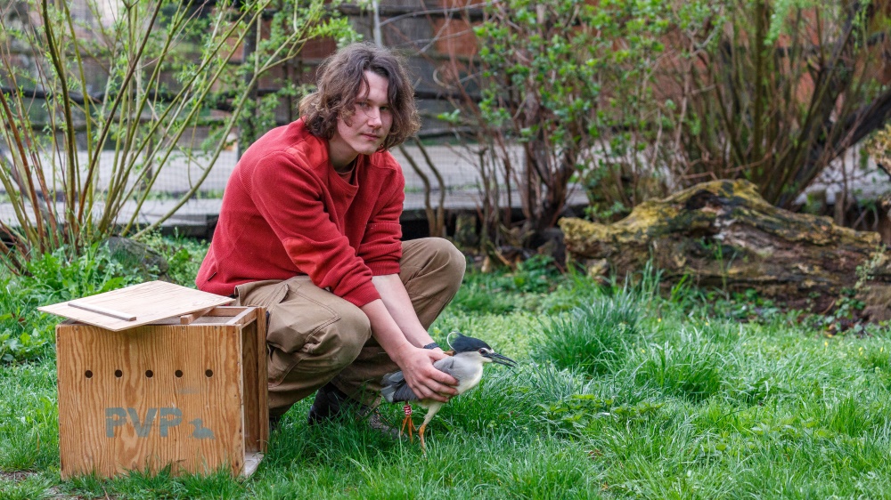 Pavel Kovařík právě vypouští kvakoše označeného satelitním vysílačem. Foto: Miroslav Bobek, Zoo Praha