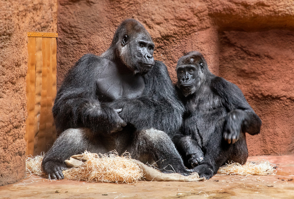 Kisumu a Duni v Rezervaci Dja krátce poté, co došlo k jejich spojení. Foto: Miroslav Bobek, Zoo Praha
