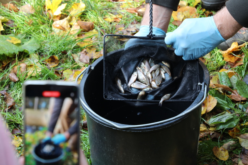 Potomci karasů chovaných na pozemcích Zoo Praha již byli několikrát vypuštěni na předem vytipovaných lokalitách. Ve spolupráci s Akademií věd ČR, Českou zemědělskou univerzitou a Českým rybářským svazem se tak zahrada podílí na záchraně a návratu tohoto druhu do českých vod. Foto: Miroslav Bobek