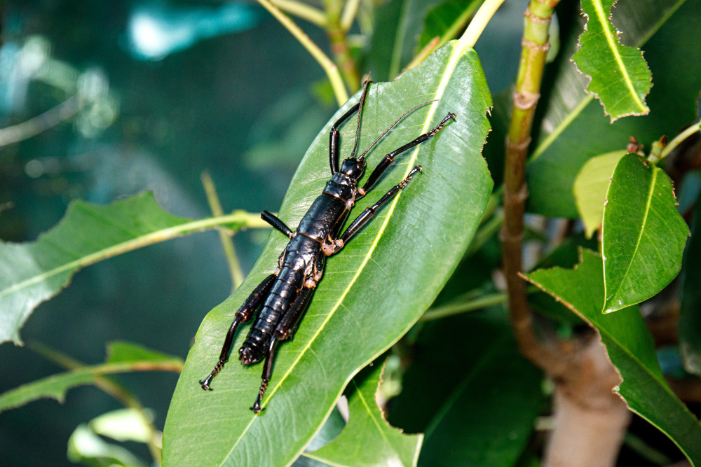 Ve spolupráci se Zoos Victoria se Zoo Praha účastní projektu na záchranu unikátní a kriticky ohrožené strašilky humří (Dryococelus australis), přičemž se do budoucna počítá i s jejím chovem v Praze. Foto: Miroslav Bobek