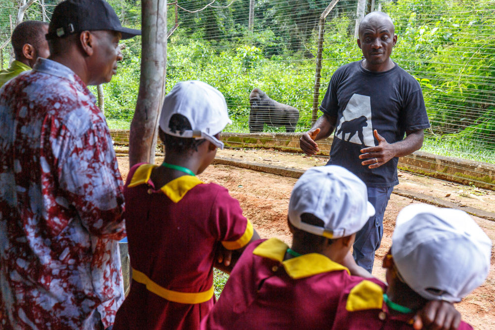 Mezi největší zážitky pasažérů Toulavého autobusu patří pozorování goril v záchranném centru pro primáty v Méfou. Zde Zoo Praha plánuje vybudovat vzdělávací centrum a ubytovnu pro účastníky (nejen) svého programu. Foto: Miroslav Bobek