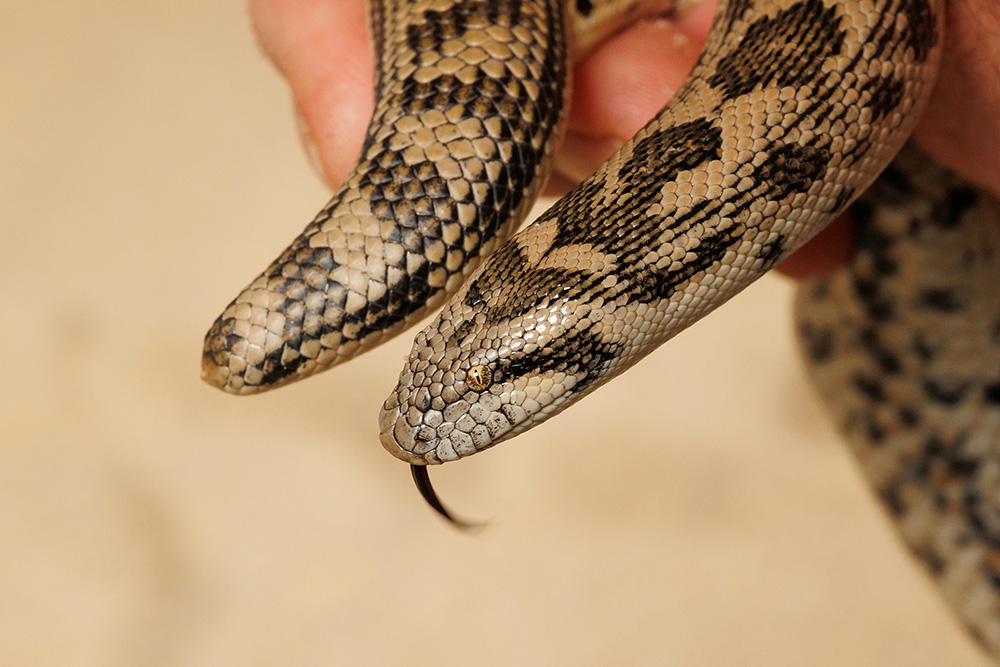 The curator of reptiles Petr Velenský shows the head and the tail of Tartar sand boa at the same time. Photo Miroslav Bobek