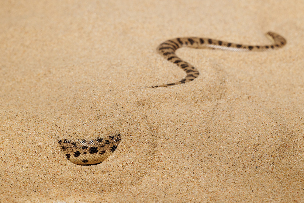 Tartar sand boa literary swims into the sand. Photo Miroslav Bobek