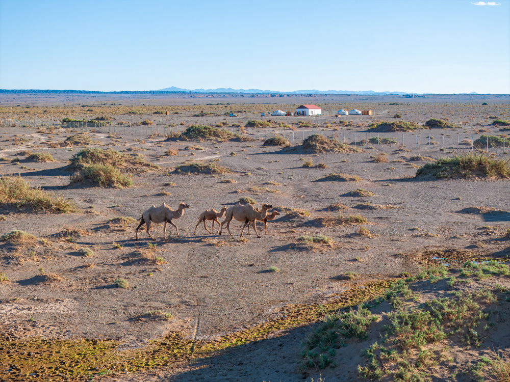 An aerial view of part of the Toli Bulag breeding station. The camels were brought here from the long-running breeding centre at Zakhyn Us. Photo: David Broda, Prague Zoo