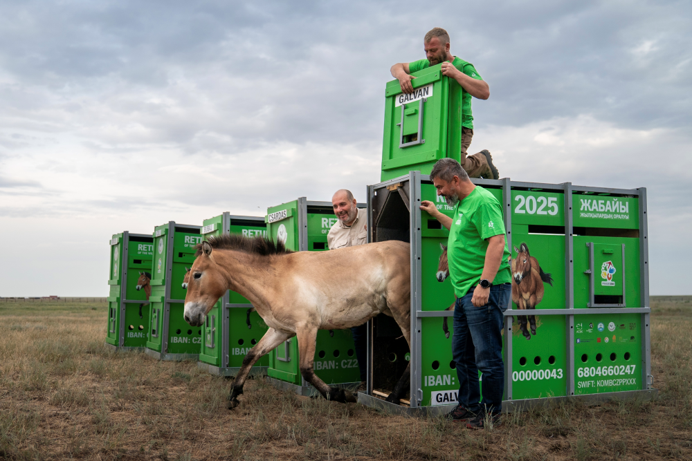 Vypouštění hřebce Galvana, foto: Oliver Le Que