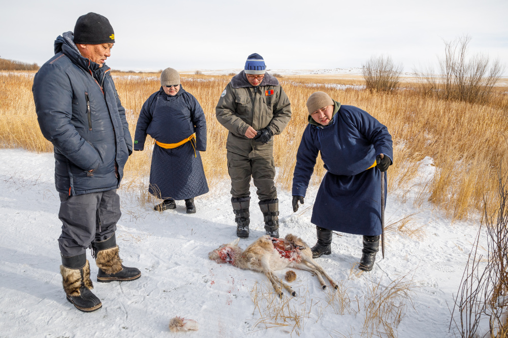Čerstvá vlčí kořist – dzeren. Foto Miroslav Bobek Čerstvá vlčí kořist – dzeren. Foto Miroslav Bobek