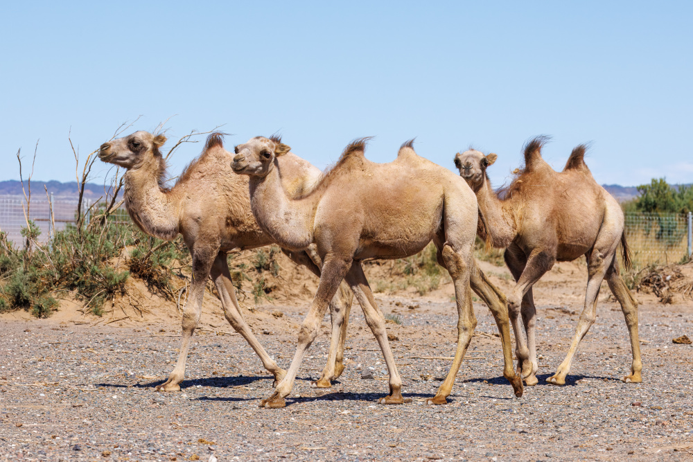 The first three calves born this spring in Toli Bulag. Photo: Miroslav Bobek, Prague Zoo The first three calves born this spring in Toli Bulag. Photo: Miroslav Bobek, Prague Zoo
