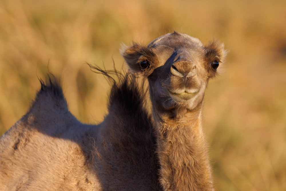 Portrait of a camel calf. It’s impossible not to compare it to Hurvínek... Photo: Miroslav Bobek, Prague Zoo Portrait of a camel calf. It’s impossible not to compare it to Hurvínek... Photo: Miroslav Bobek, Prague Zoo