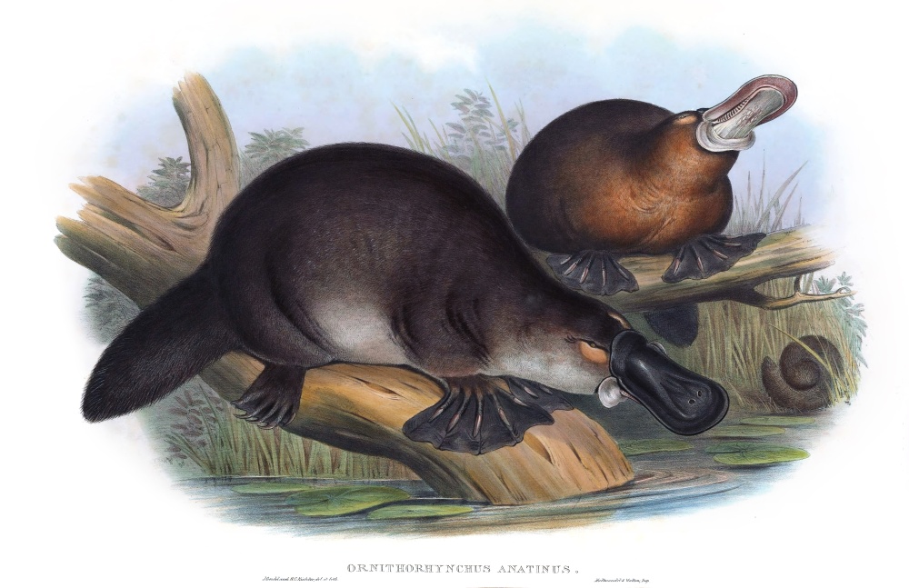 Historická ilustrace ptakopyska z publikace Johna Goulda The Mammals of Australia z roku 1863. Ilustrace: John Gould / Henry Constantine Richter. Zdroj: Wikimedia Commons, public domain Historická ilustrace ptakopyska z publikace Johna Goulda The Mammals of Australia z roku 1863. Ilustrace: John Gould / Henry Constantine Richter. Zdroj: Wikimedia Commons, public domain