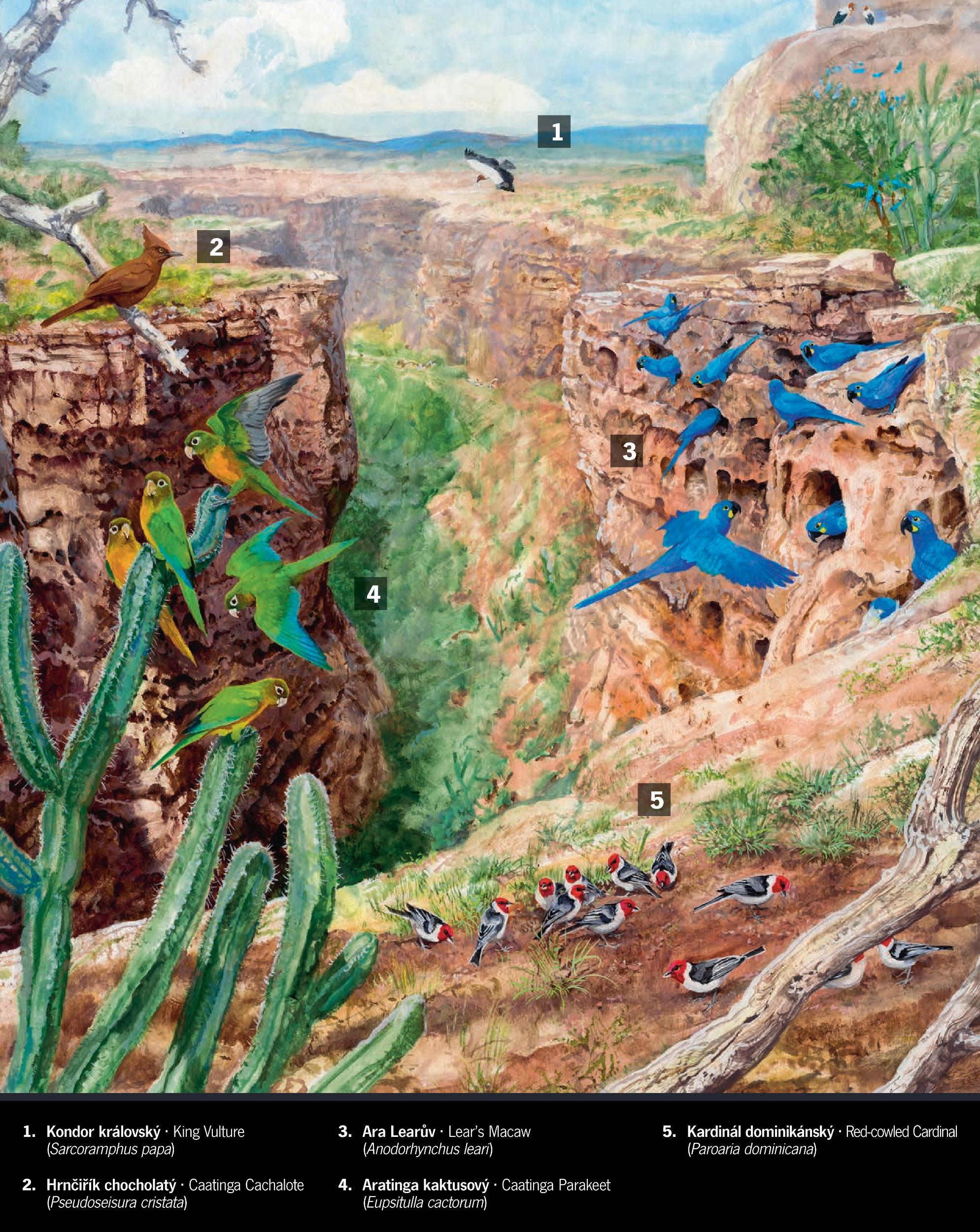 Ilustrace: Pavel Procházka