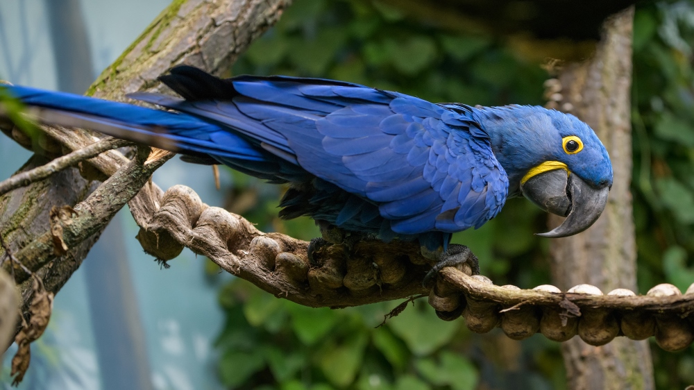 ARA HYACINTOVÝ (Anodorhynchus hyacinthinus), foto: Petr Hamerník, Zoo Praha