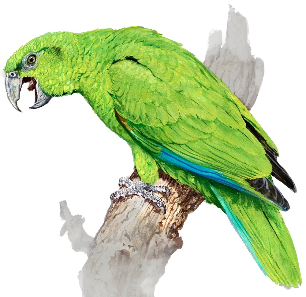 Ilustrace: Pavel Procházka