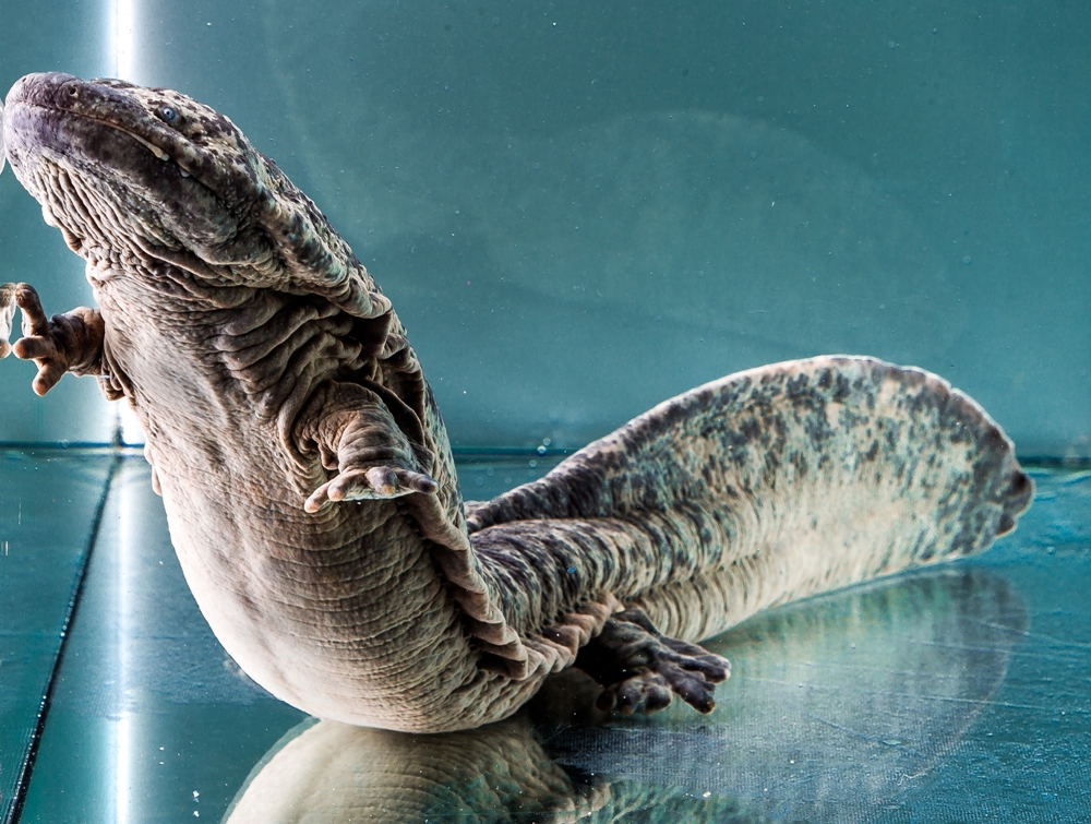Velemlok Andy. Foto: Tomáš Adamec, Zoo Praha