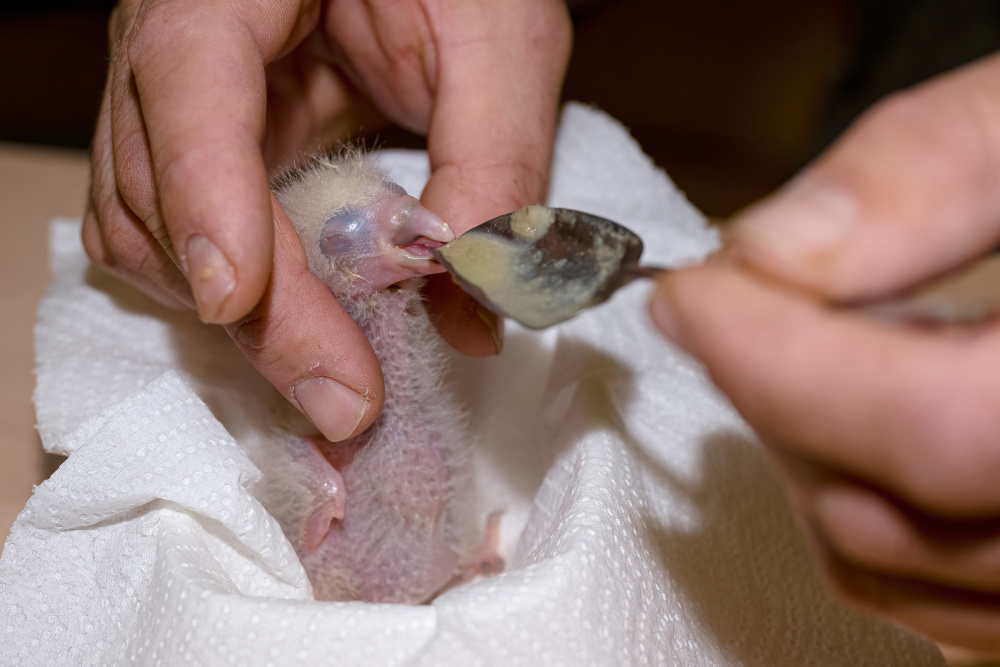 Foto: Petr Hamerník, Zoo Praha