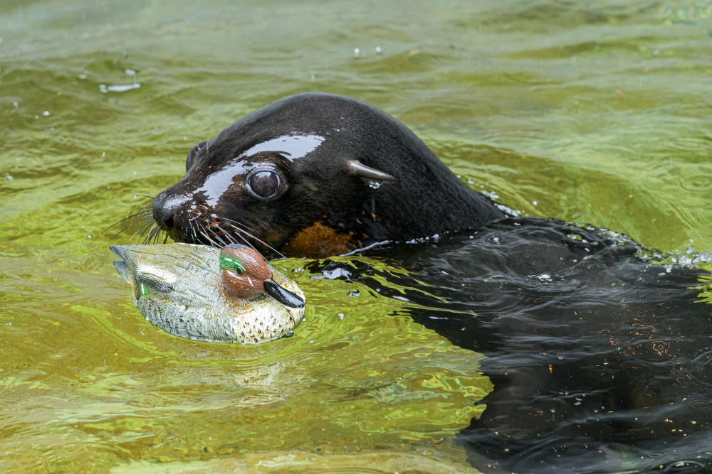 Oslo s oblíbenou hračkou – užitečnou i pro chovatele. Foto Petr Hamerník, Zoo Praha 
