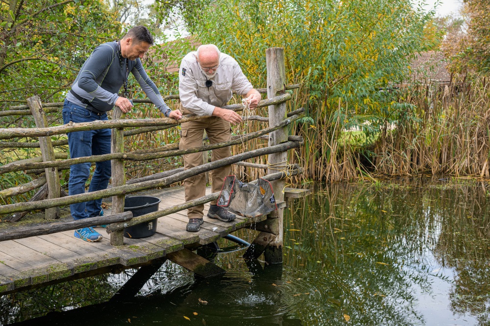 Petr Velenský při odchytu karasů obecných pro vypouštění, foto: Petr Velenský, Zoo Praha Petr Velenský při odchytu karasů obecných pro vypouštění, foto: Petr Hamerník, Zoo Praha