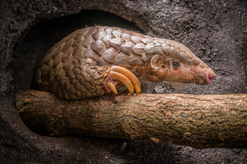 Samec luskouna krátkoocasého Guo Bao v noční expozici pavilonu Indonéská džungle. Foto: Petr Hamerník, Zoo Praha