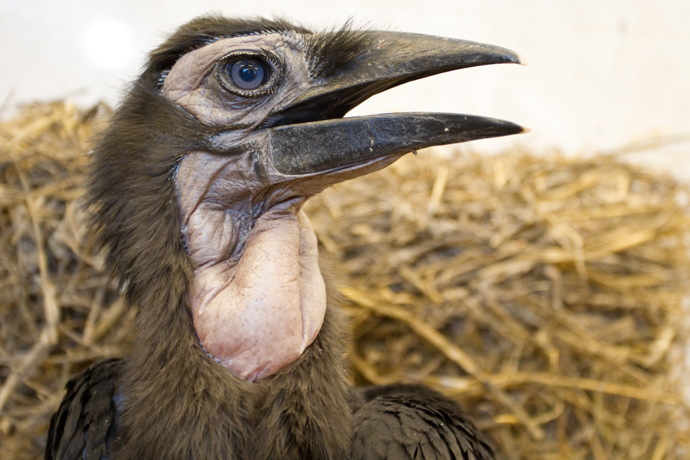 Photo: Tomáš Adamec, Prague Zoo