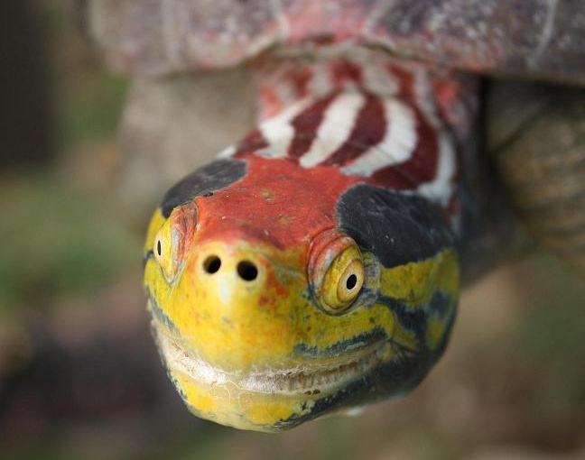 Kromě gaviálů je Čambal domovem také pro kriticky ohrožené želvy druhu batagur kachuga. Foto: Sheena Koeth Kromě gaviálů je Čambal domovem také pro kriticky ohrožené želvy druhu batagur kachuga. Foto: Sheena Koeth
