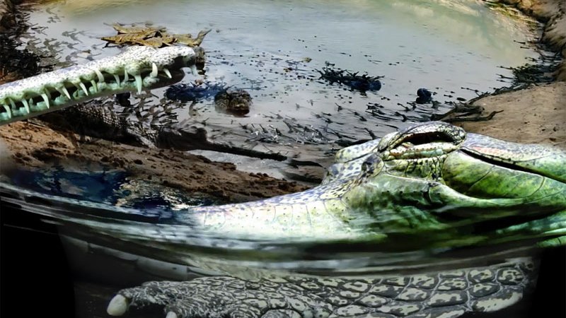 Videocollage from e-Bolid. Photo: Jakub Nepraš