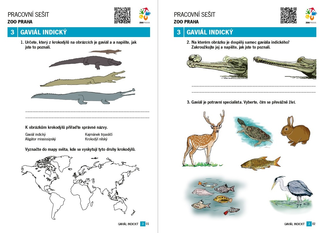 Samci gaviálů mají v dospělosti na špičce čenichu nápadný chrupavčitý výrůstek zvaný ghara. Zásadní roli hraje zejména během námluv: při okázalém předvádění samců, demonstrační tvorbě gejzírů a bublin a při zesilování a modulování hlasových projevů. Foto: Ivan Rehák, Zoo Praha Samci gaviálů mají v dospělosti na špičce čenichu nápadný chrupavčitý výrůstek zvaný ghara. Zásadní roli hraje zejména během námluv: při okázalém předvádění samců, demonstrační tvorbě gejzírů a bublin a při zesilování a modulování hlasových projevů. Foto: Ivan Rehák, Zoo Praha