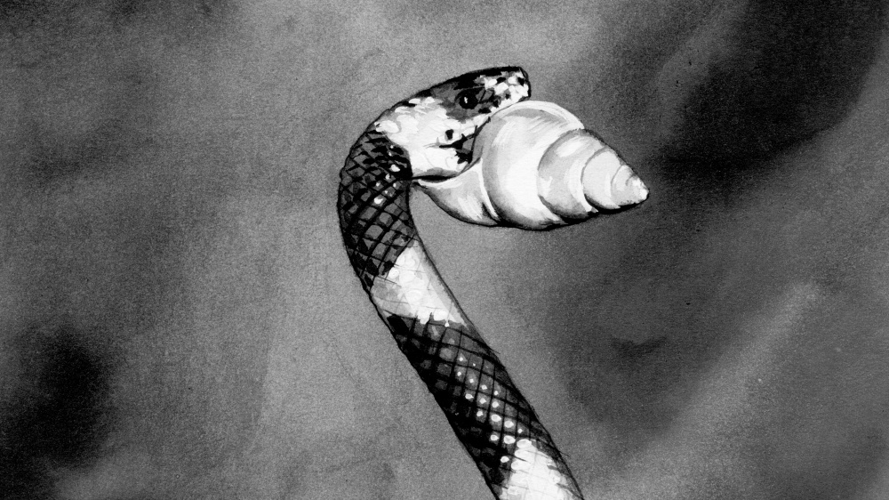 Šnekožrouti obratně dolují z ulit plže. 