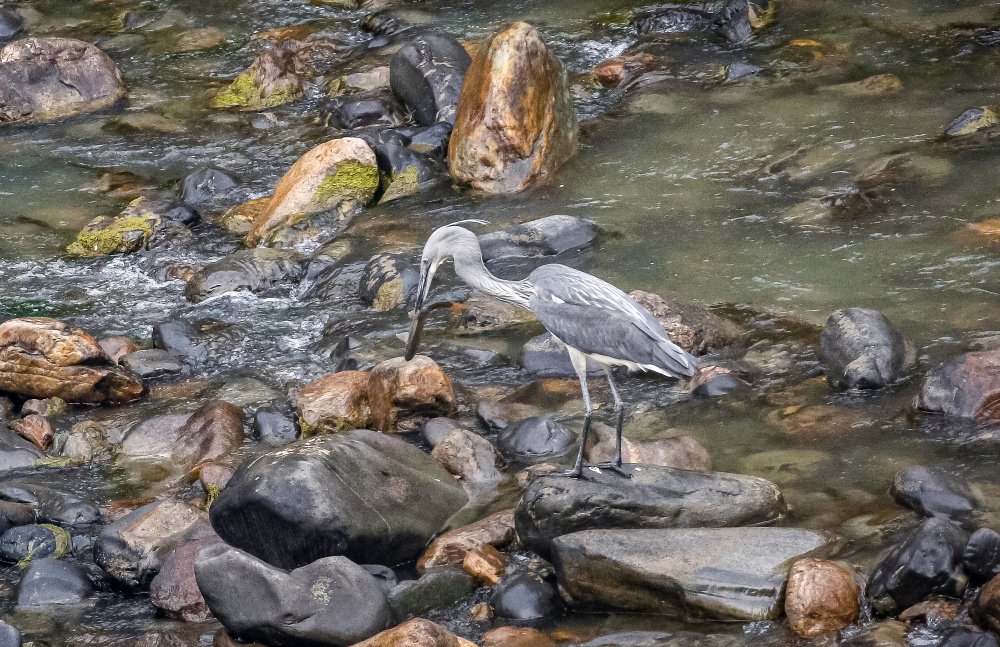 Volavek císařských (Ardea insignis) zbývá v přírodě zhruba šedesát. Zoo Praha poskytuje centru pro volavky v Bhútánu materiální pomoc a cenné chovatelské i veterinární zkušenosti. Foto: Royal Society for the Protection of the Nature, Bhutan
