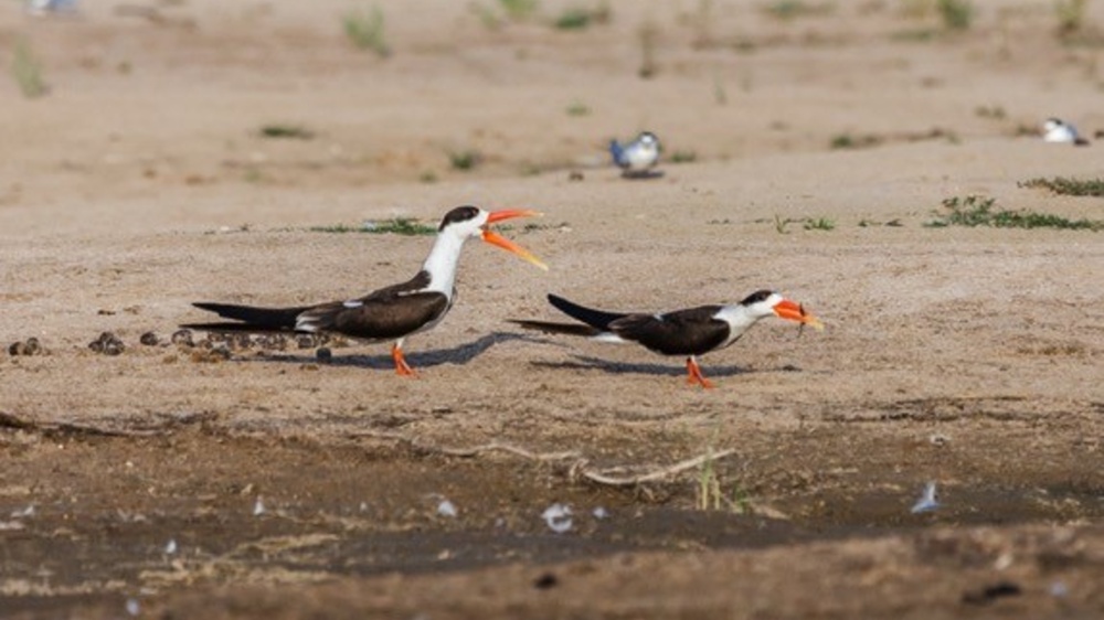 Zobouni asijští – další z obyvatel povodí Čambalu – patří k ohroženým druhům indického subkontinent. Foto: Miroslav Bobek, Zoo Praha Zobouni asijští – další z obyvatel povodí Čambalu – patří k ohroženým druhům indického subkontinent. Foto: Miroslav Bobek, Zoo Praha