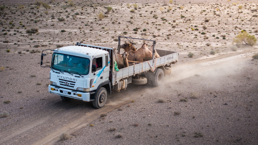 Transport velbloudů divokých z chovné stanice Dzachyn us do nové chovné stanice Toli bulag v září roku 2024 obnášel náročnou, více než 300 km dlouhou cestu pouští. Foto: David Broda Transport velbloudů divokých z chovné stanice Dzachyn us do nové chovné stanice Toli bulag v září roku 2024 obnášel náročnou, více než 300 km dlouhou cestu pouští. Foto: David Broda
