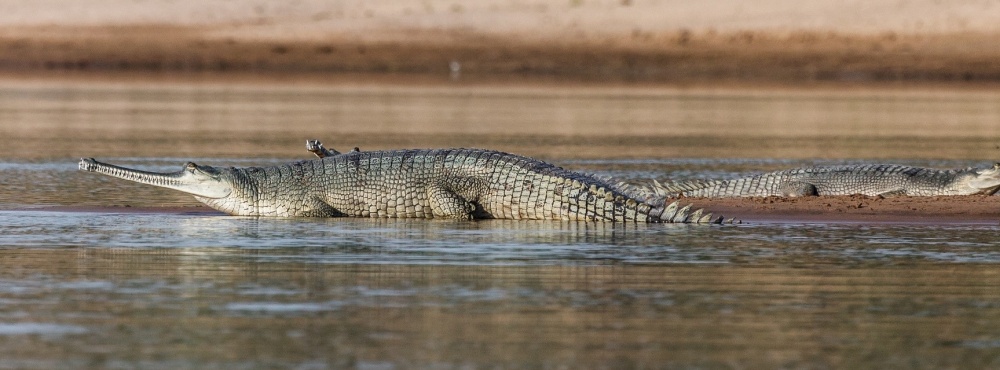 Ochrana gaviálů v severní Indii