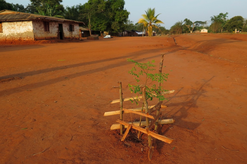 Maniok je jednou z plodin, které řekomyši konzumují, foto: Lucie Vejmelková, Zoo Praha