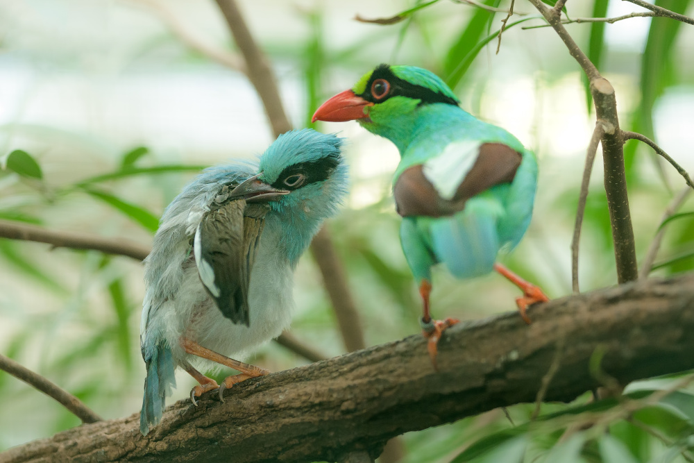 Zoo Praha dlouhodobě podporuje záchranu řady druhů indonéských pěvců včetně krasky krátkoocasé (Cissa thalassina), kterou se v Praze podařilo opakovaně odchovat. Foto: Petr Hamerník