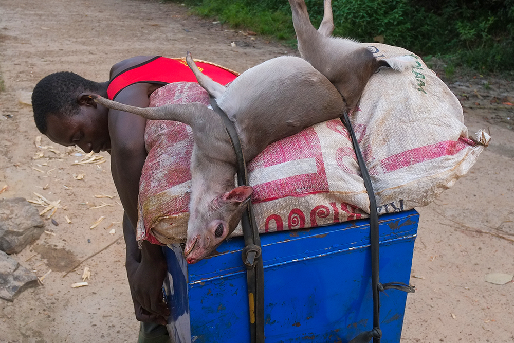 chocholatka FXE14591 DB