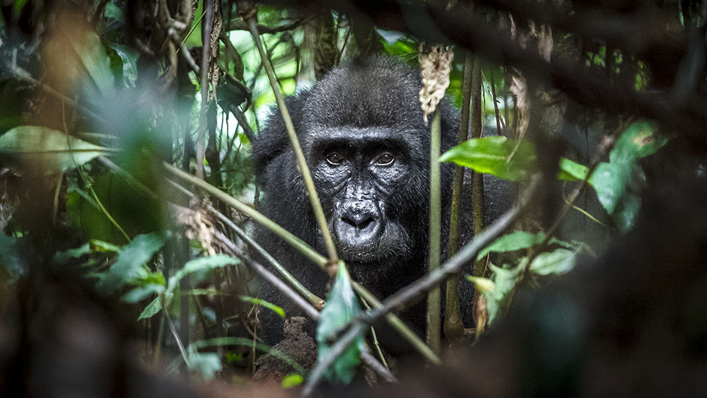 Gorila nížinná. Foto: Lucie Vejmelková