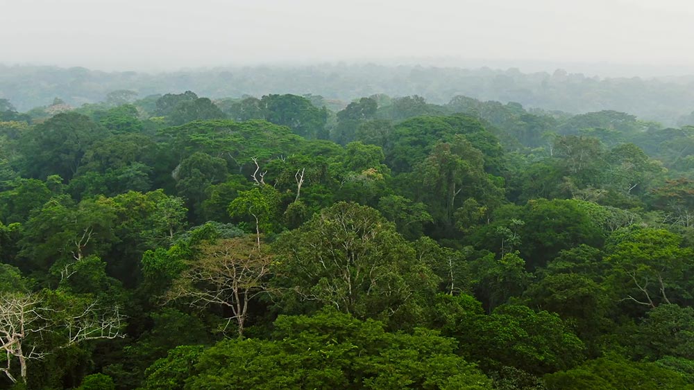 Koruny lesa - Kamerun. Foto: David Rauch
