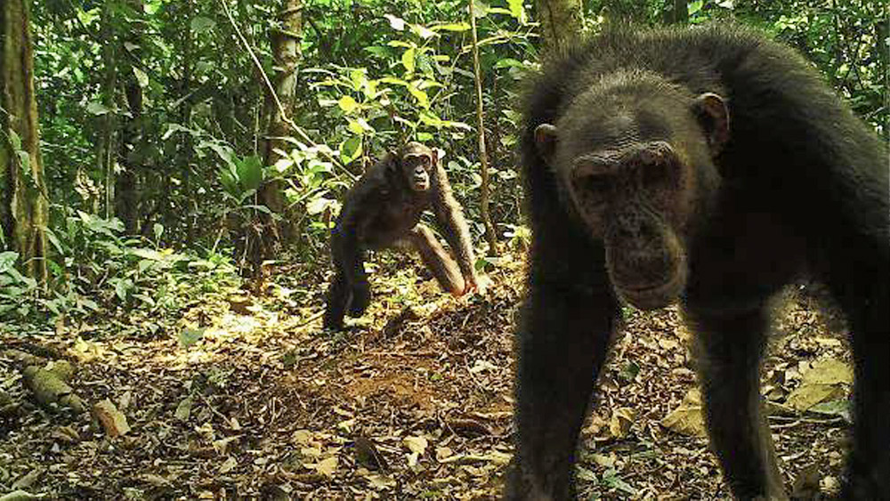 Foto: Ministère des Forêts et de la Faune, Cameroun / Zoological Society of London
