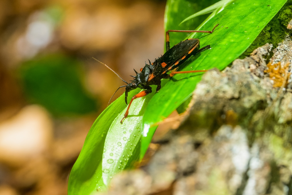 Zákeřnice hrozivá. Foto: Petr Hamerník, Zoo Praha