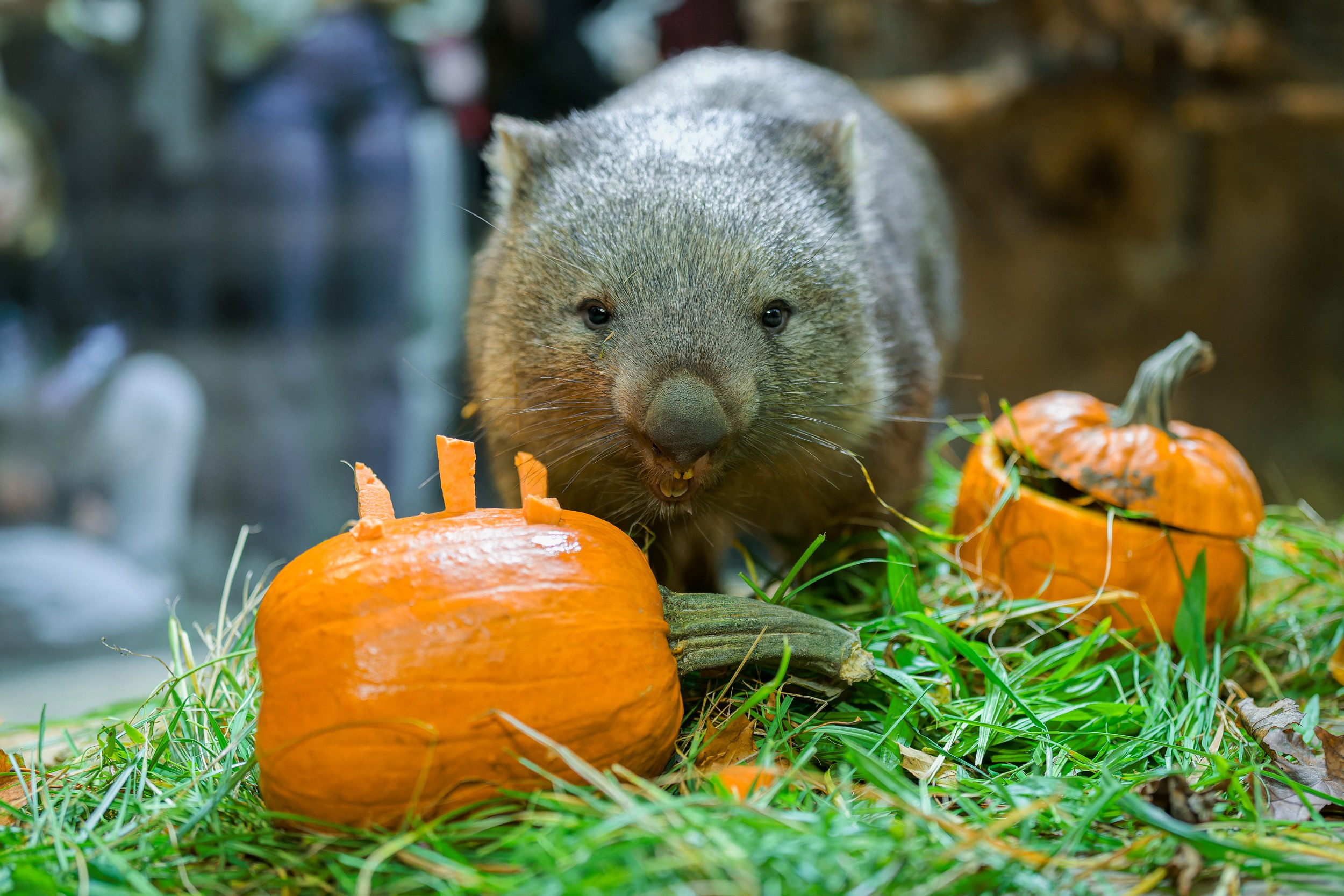 Vombati dostanou dýně v neděli 26. října. Foto: Petr Hamerník, Zoo Praha