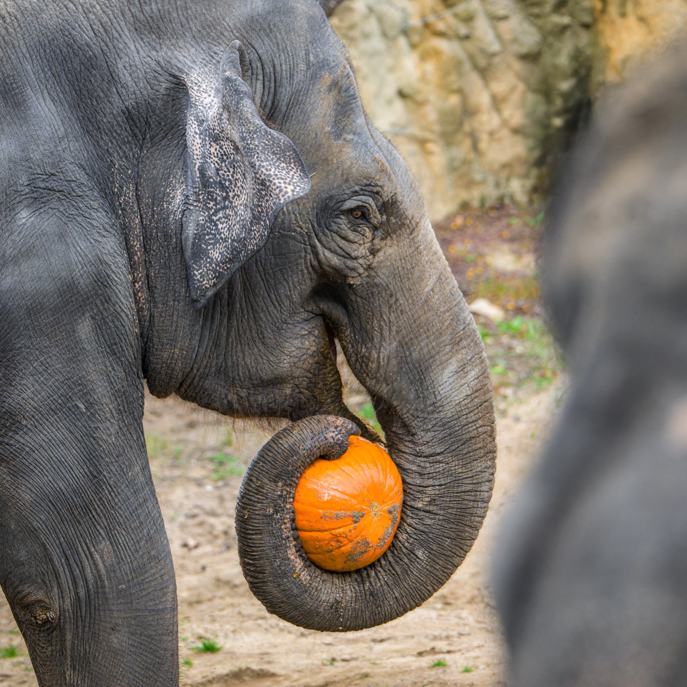 Sloni si s dýněmi hrají a také je ochutnávají. Foto: Petr Hamerník, Zoo Praha