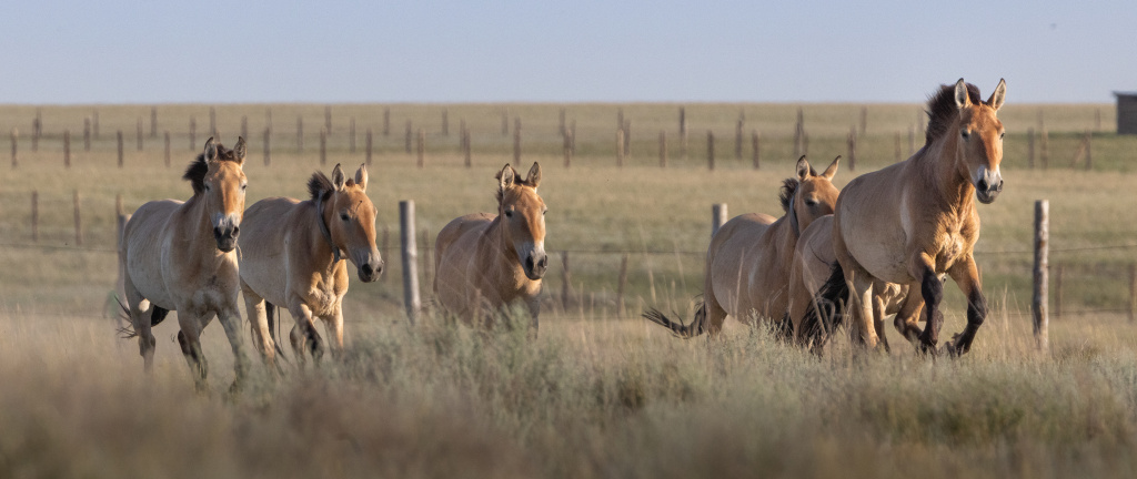 First Przewalski's horses to be released into the wild nature of central Kazakhstan. Photo: Miroslav Bobek, Prague Zoo
