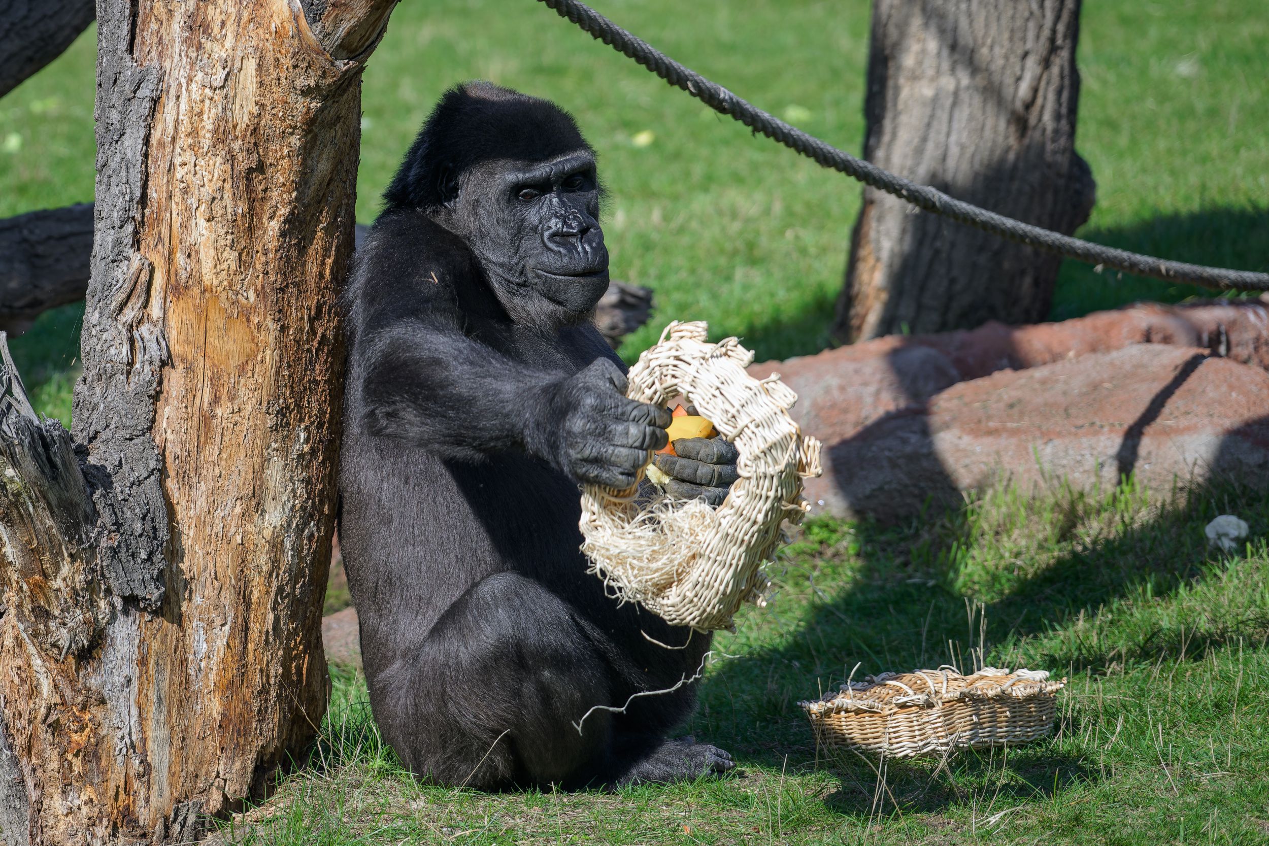 Shinda, a female western lowland gorilla enjoys “postal” enrichment. Photo: Petr Hamerník, Prague Zoo