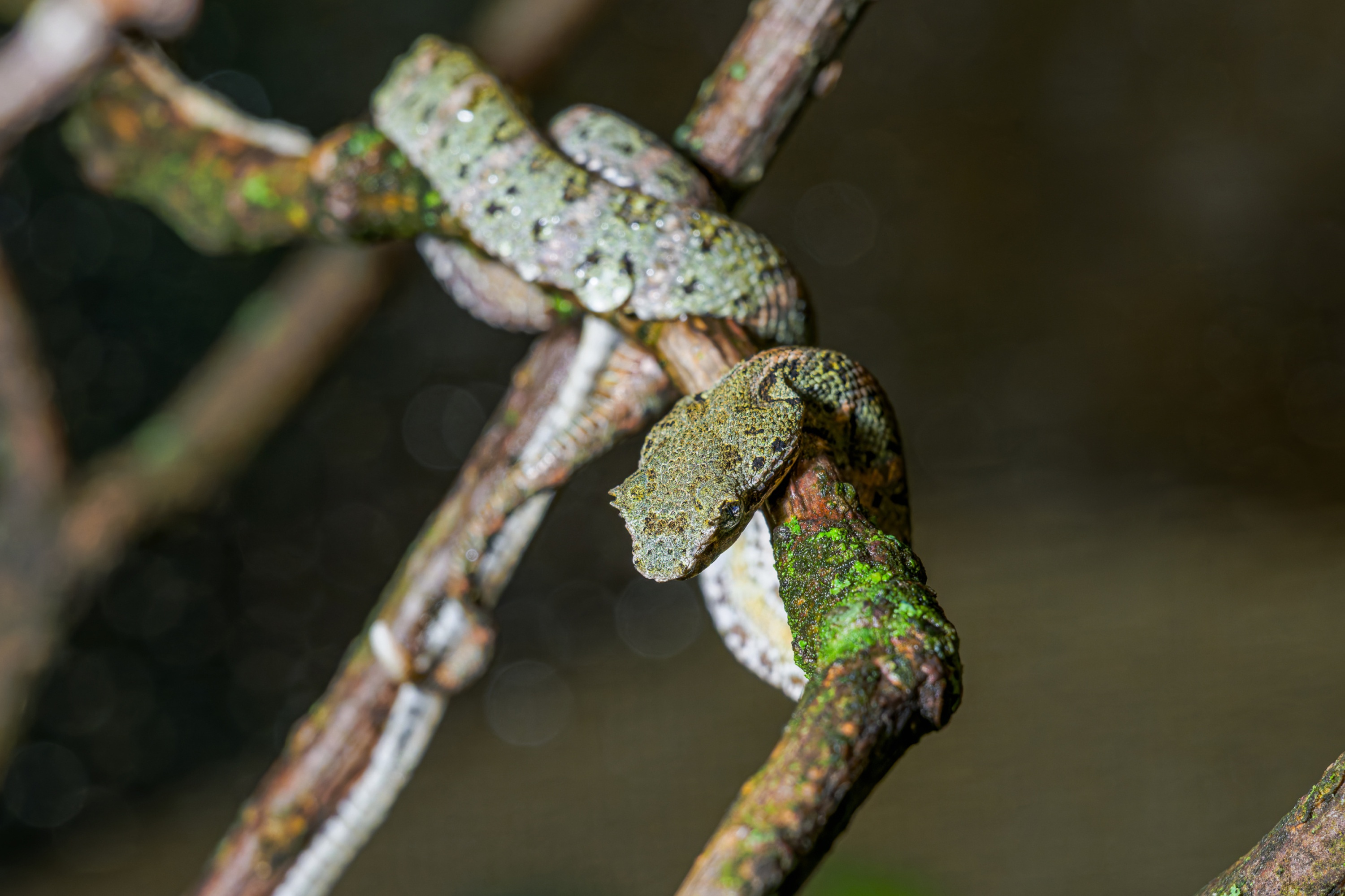 The only snakelet that was not born yellow this year blends in perfectly with its surroundings. Finding all five snakes can therefore be a fun challenge for visitors of all ages. Photo: Petr Hamerník, Prague Zoo