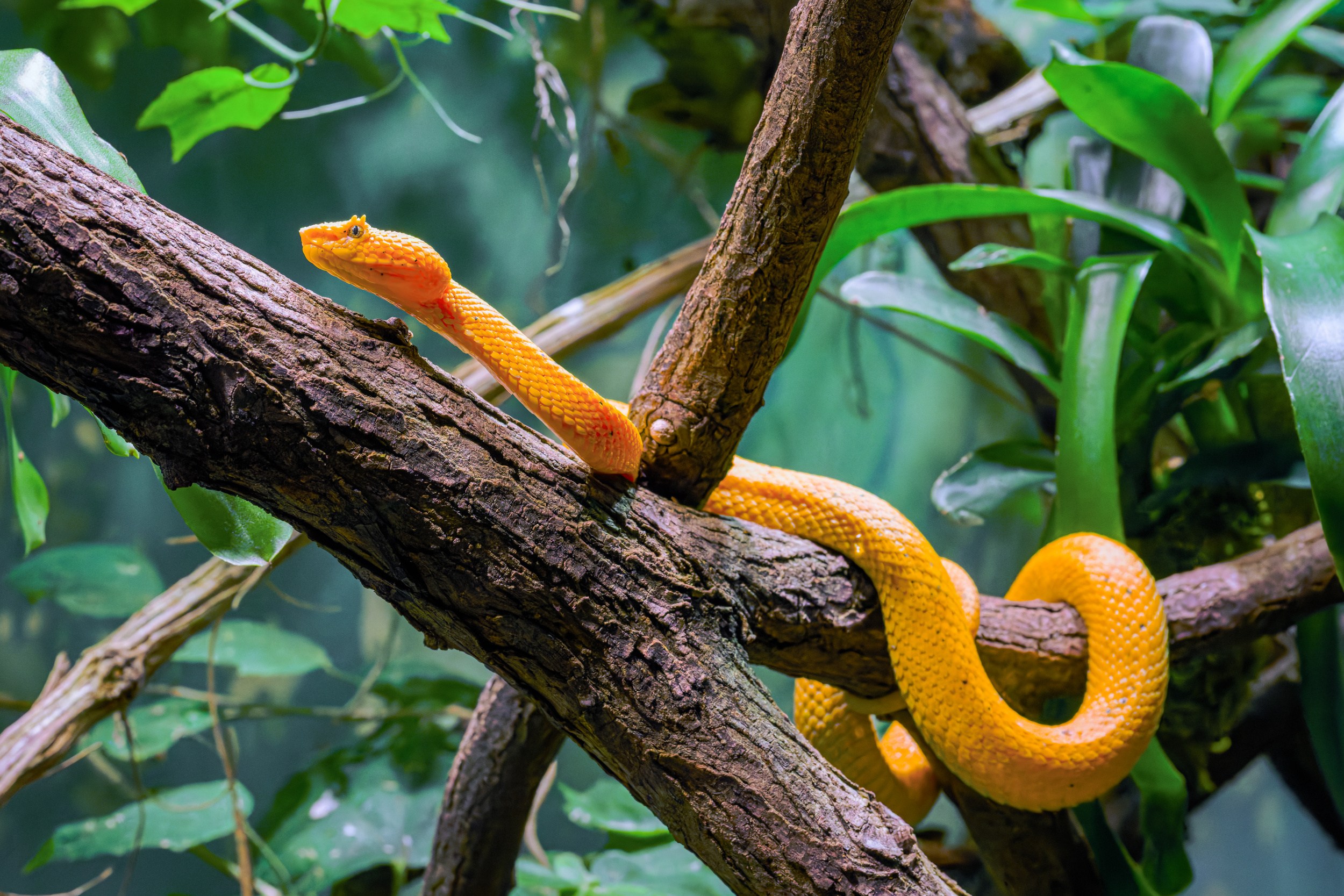 Adult females can grow up to 70 centimetres. They are more robust than males and have significantly larger heads. Photo: Petr Hamerník, Prague Zoo