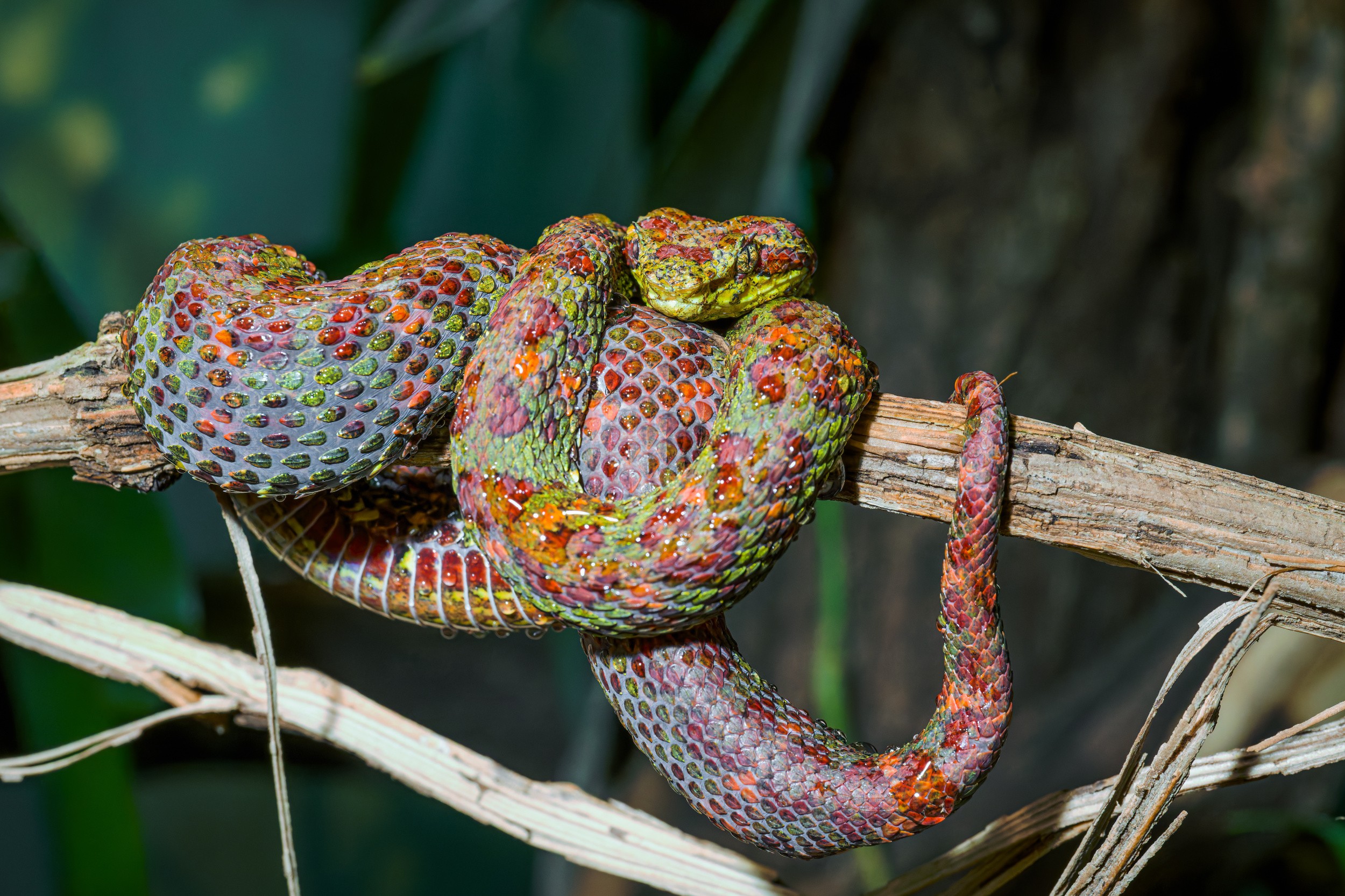 Adult male eyelash viper. Compared to the female, it is noticeably slimmer and smaller. Photo: Petr Hamerník, Prague Zoo